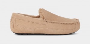 Brown Men's Ugg Ascot Slippers | India-2970418