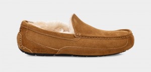 Brown Men's Ugg Ascot Slippers | India-4695803