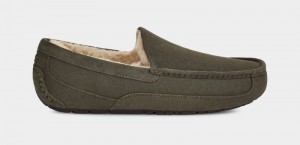 Khaki Men's Ugg Ascot Slippers | India-4130258