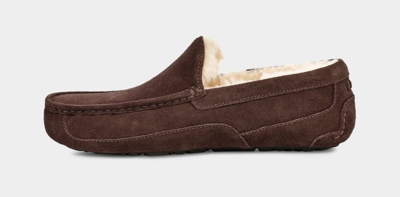 Brown Men's Ugg Ascot Slippers | India-1027843