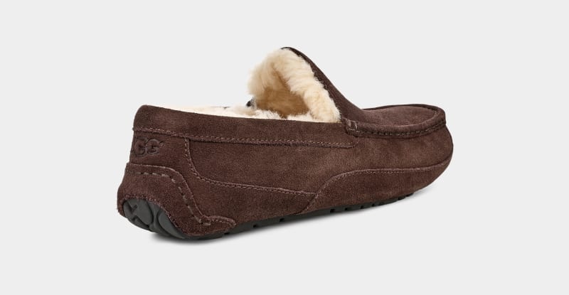 Brown Men's Ugg Ascot Slippers | India-1027843