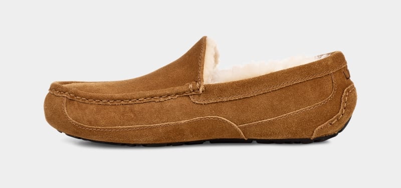 Brown Men's Ugg Ascot Slippers | India-4695803