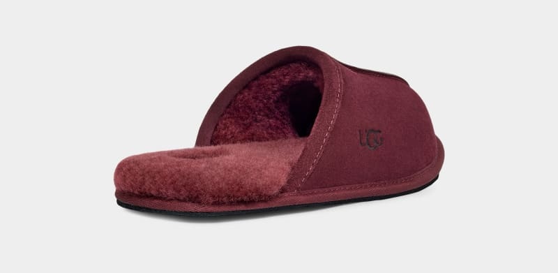 Purple Men's Ugg Scuff Slippers | India-1062458