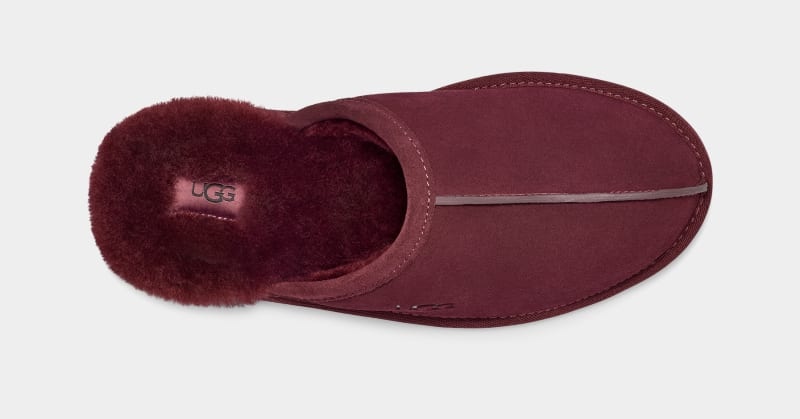 Purple Men's Ugg Scuff Slippers | India-1062458